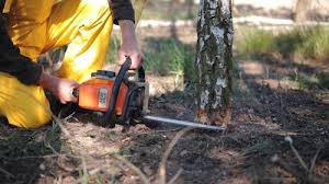 Best Tree Health Inspection  in South Carthage, TN