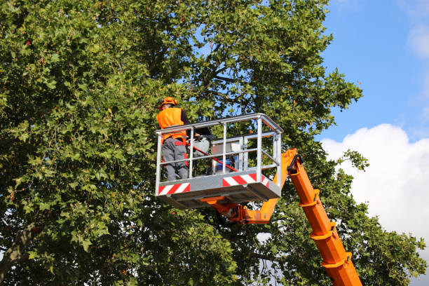 Best Storm Damage Tree Cleanup  in South Carthage, TN