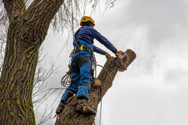 Best Tree Cabling and Bracing  in South Carthage, TN