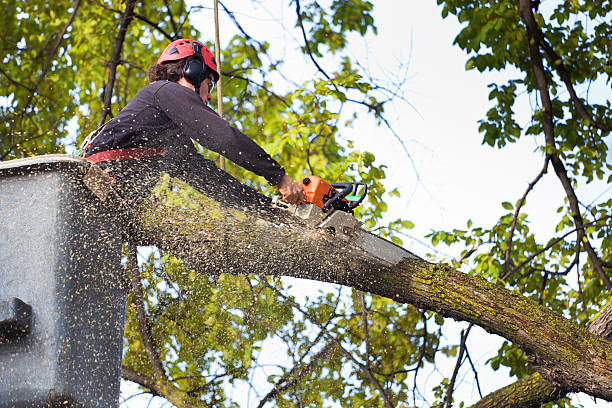 Best Tree Preservation Services  in South Carthage, TN